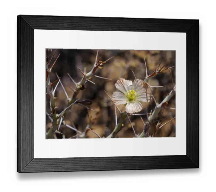 Framed Print : Bushmans Candle -Sarcocaulon herrei-, Goegap Nature Reserve, Namaqualand, South Africa, Africa Framed Print : Bushmans Candle -Sarcocaulon herrei-, Goegap Nature Reserve, Namaqualand, South Africa, Africa
