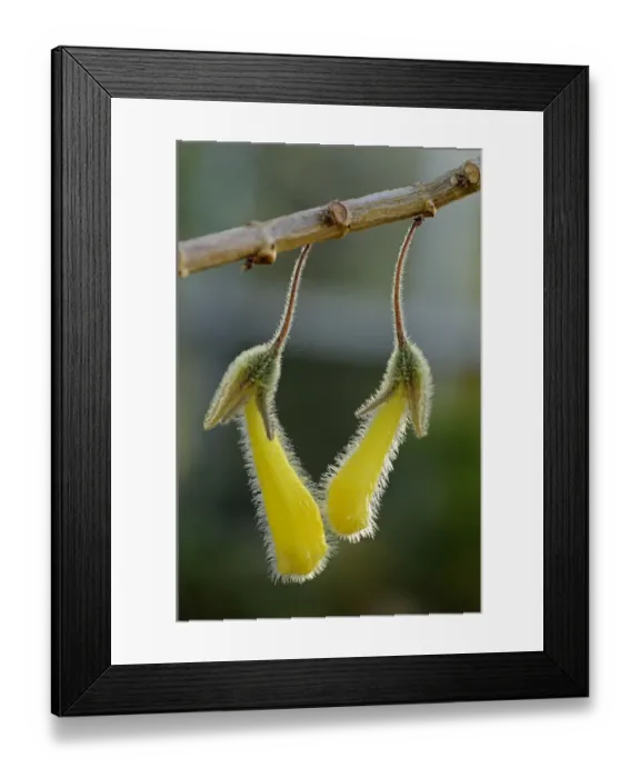 Framed Print : Nematanthus fluminensis, Gesneriaceae, Latin America Framed Print : Nematanthus fluminensis, Gesneriaceae, Latin America