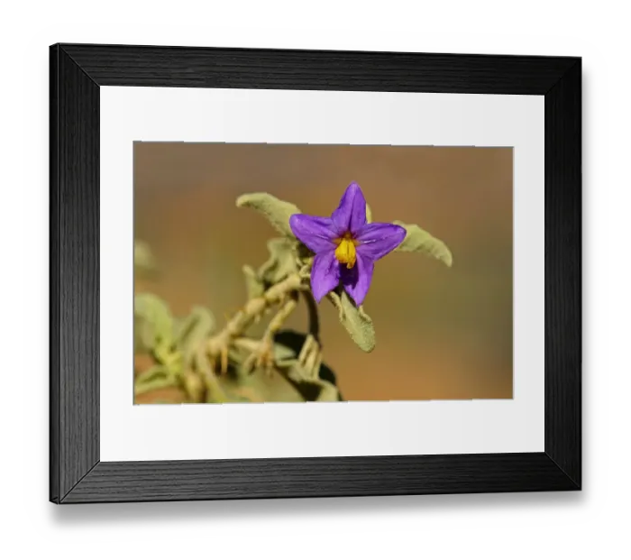 Framed Print : Solanum burchelli, Goegap Nature Reserve, Namaqualand, South Africa Framed Print : Solanum burchelli, Goegap Nature Reserve, Namaqualand, South Africa