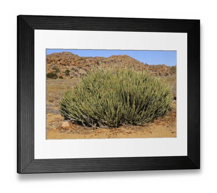Framed Print : Euphorbia mauretanica in habitat, Goegap Nature Reserve, Namaqualand, South Africa, Africa Framed Print : Euphorbia mauretanica in habitat, Goegap Nature Reserve, Namaqualand, South Africa, Africa