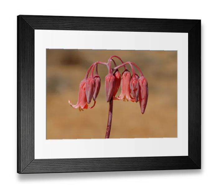 Framed Print : Round-leafed navel-wort, Pigs ear -Cotyledon orbiculata-, inflorescence, Goegap Nature Reserve, Namaqualand, South Africa, Africa Framed Print : Round-leafed navel-wort, Pigs ear -Cotyledon orbiculata-, inflorescence, Goegap Nature Reserve, Namaqualand, South Africa, Africa