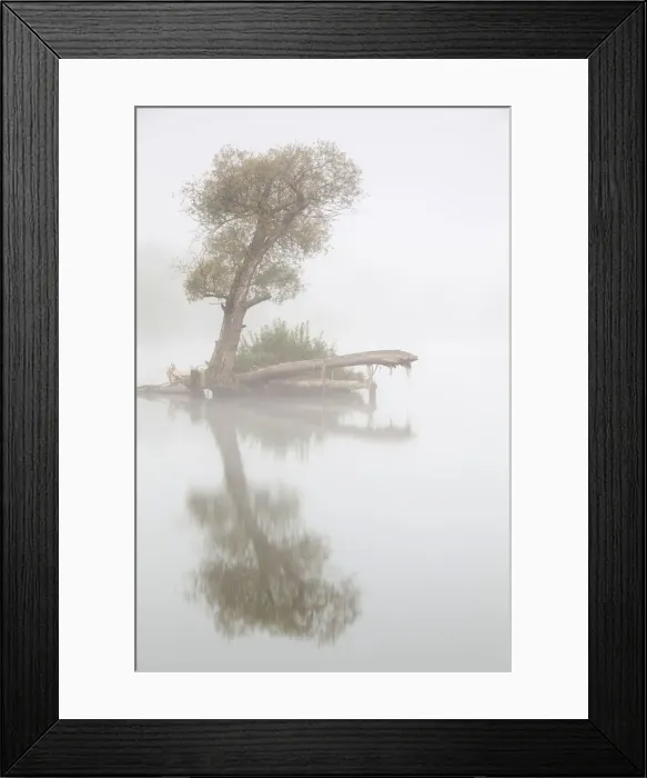 Framed Print : Tree in fog in the backwaters of the Danube River, Stepperg, Bavaria, Germany, Europe Framed Print : Tree in fog in the backwaters of the Danube River, Stepperg, Bavaria, Germany, Europe