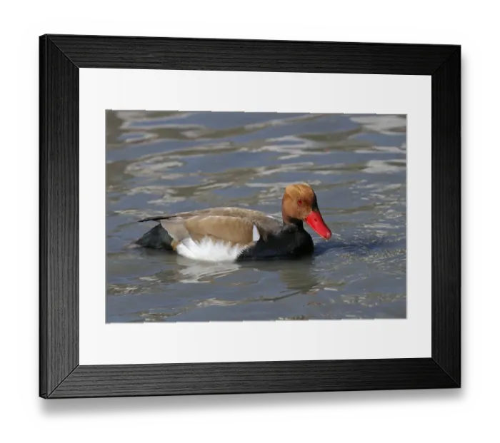 Framed Print : Red-crested pochard -Netta rufina- in the water, Camargue region, France, Europe