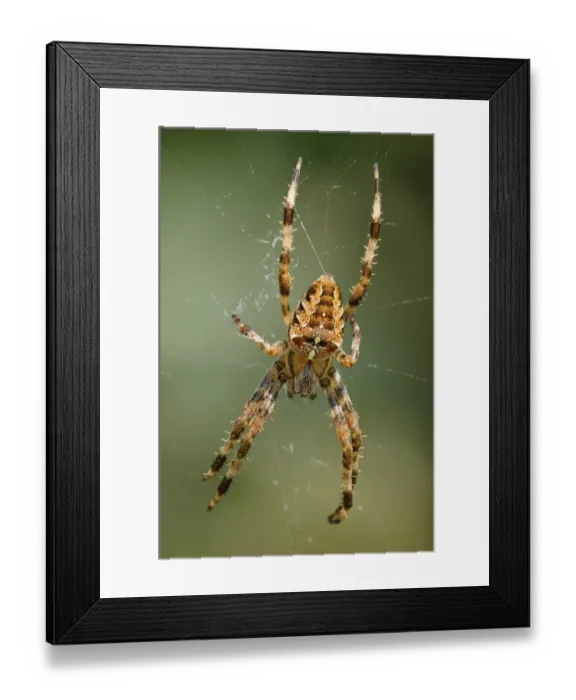 Framed Print : Diadem spider, Cross spider, European garden spider -Araneus diadematus-, habitat Europe Framed Print : Diadem spider, Cross spider, European garden spider -Araneus diadematus-, habitat Europe