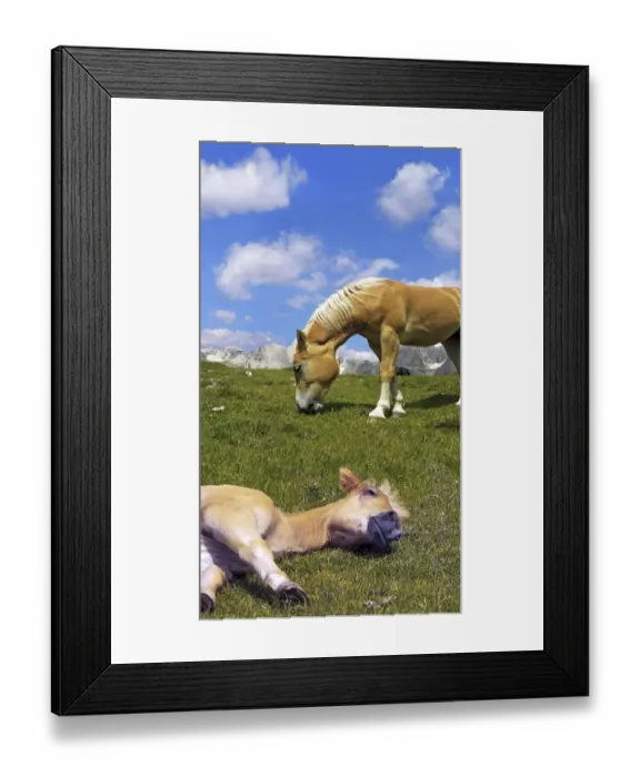 Framed Print : Haflinger foal lying asleep on a meadow, blue sky and white clouds, Gardena Valley, Tyrol, Italy, Europe Framed Print : Haflinger foal lying asleep on a meadow, blue sky and white clouds, Gardena Valley, Tyrol, Italy, Europe