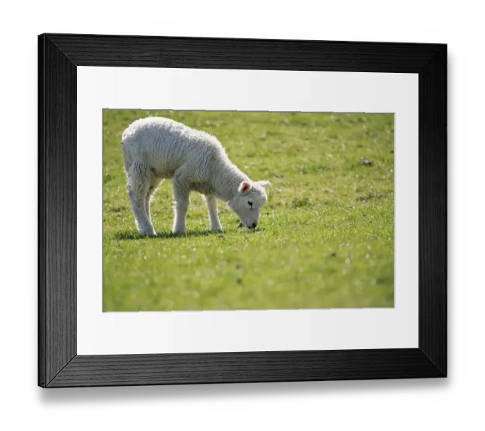 Framed Print : Lamb, domestic sheep -Ovis orientalis aries- grazing on an embankment on the Elbe River, conservation and maintenance of embankments, Naturschutzgebiet Haseldorfer Binnenelbe nature reserve, Haseldorfer Marsch marshland, Elbmarschland, Haseldorf, district