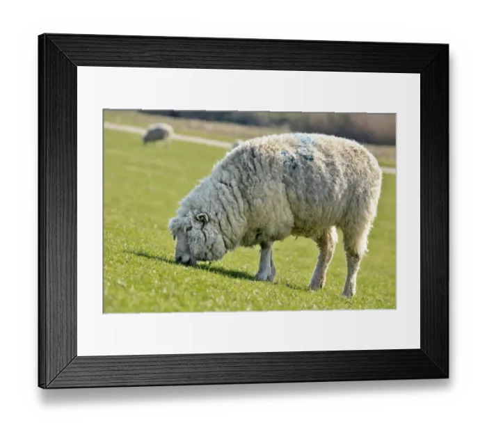 Framed Print : Domestic sheep -Ovis orientalis aries- grazing on an embankment on the Elbe River, conservation and maintenance of embankments, Naturschutzgebiet Haseldorfer Binnenelbe nature reserve, Haseldorfer Marsch marshland, Elbmarschland, Haseldorf, district of Framed Print : Domestic sheep -Ovis orientalis aries- grazing on an embankment on the Elbe River, conservation and maintenance of embankments, Naturschutzgebiet Haseldorfer Binnenelbe nature reserve, Haseldorfer Marsch marshland, Elbmarschland, Haseldorf, district of