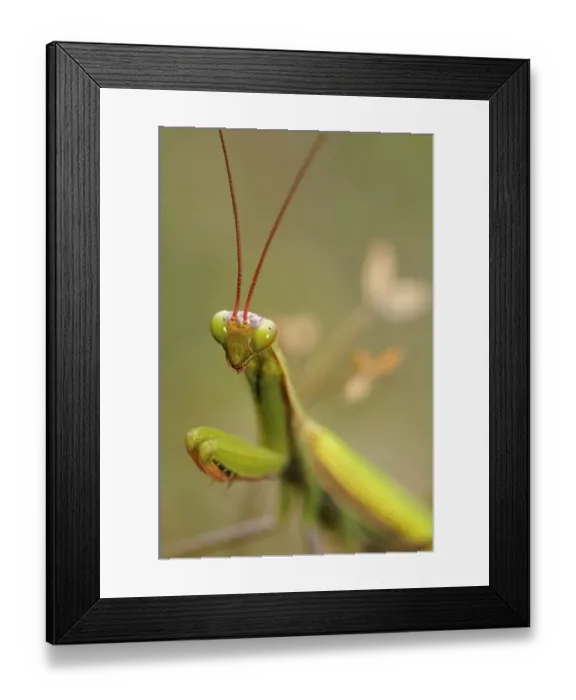 Framed Print : European Mantis or Praying Mantis -Mantis religiosa-, Alsace, France, Europe Framed Print : European Mantis or Praying Mantis -Mantis religiosa-, Alsace, France, Europe