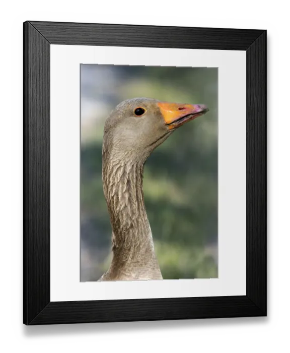 Framed Print : Greylag or Graylag goose -Anser anser-, portrait, Camargue, France, Europe Framed Print : Greylag or Graylag goose -Anser anser-, portrait, Camargue, France, Europe