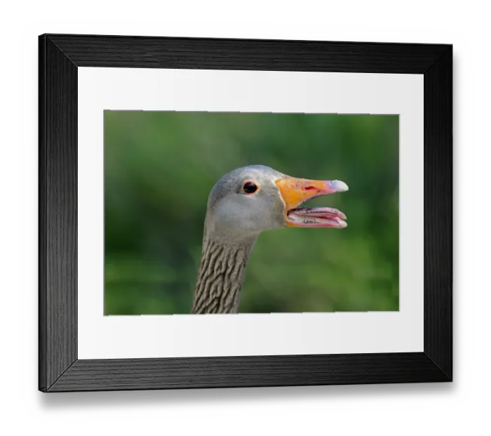 Framed Print : Greylag or Graylag goose -Anser anser-, portrait, Camargue, France, Europe Framed Print : Greylag or Graylag goose -Anser anser-, portrait, Camargue, France, Europe