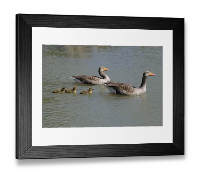 Framed Print : Greylag or Graylag geese -Anser anser-, animal family, Camargue, France, Europe Framed Print : Greylag or Graylag geese -Anser anser-, animal family, Camargue, France, Europe