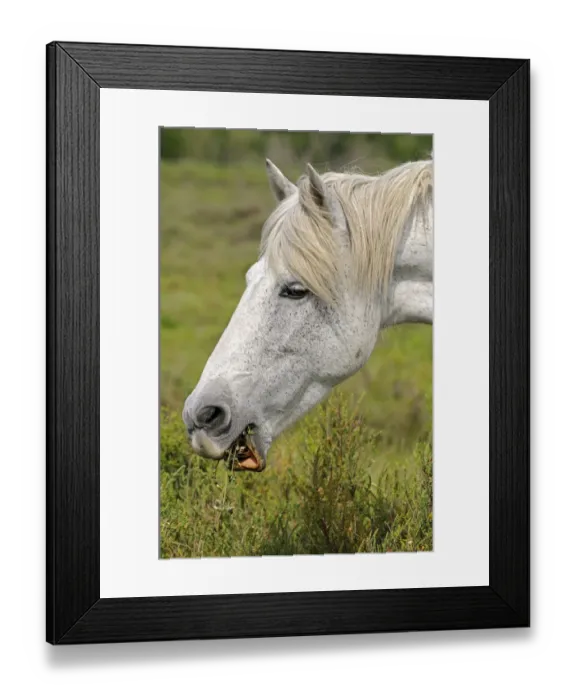 Framed Print : Camargue horse, portrait, Camargue, France, Europe Framed Print : Camargue horse, portrait, Camargue, France, Europe