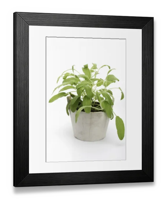 Framed Print : Sage -Salvia-, herb, medicinal plant Framed Print : Sage -Salvia-, herb, medicinal plant