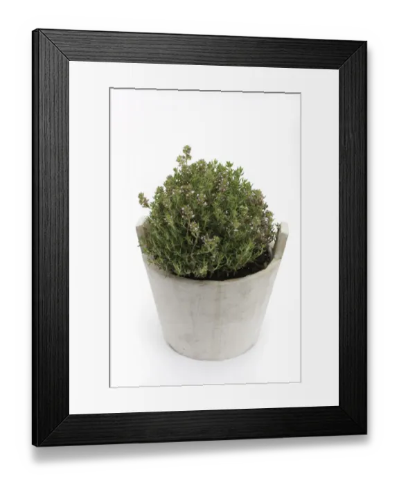 Framed Print : Common thyme -Thymus vulgaris-, herb, medicinal plant Framed Print : Common thyme -Thymus vulgaris-, herb, medicinal plant