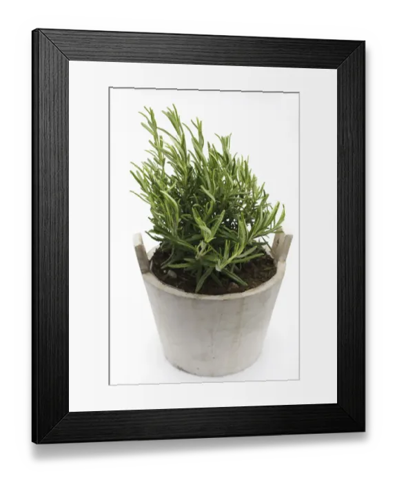 Framed Print : Rosemary -Rosmarinus officinalis-, herb, medicinal plant Framed Print : Rosemary -Rosmarinus officinalis-, herb, medicinal plant