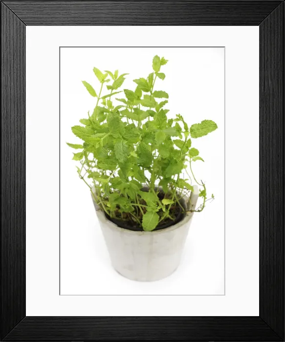 Framed Print : Mint -Mentha-, herb, medicinal plant Framed Print : Mint -Mentha-, herb, medicinal plant