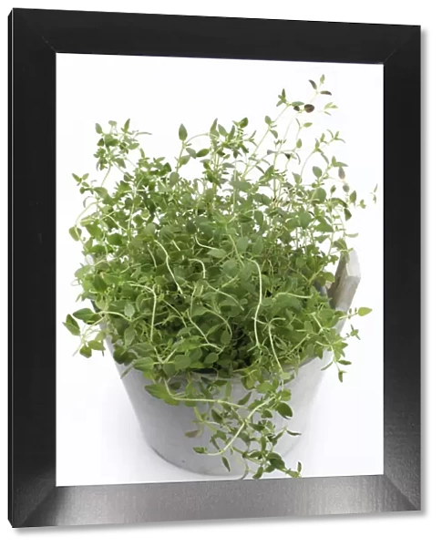 Oregano -Origanum vulgare-, herb, medicinal plant