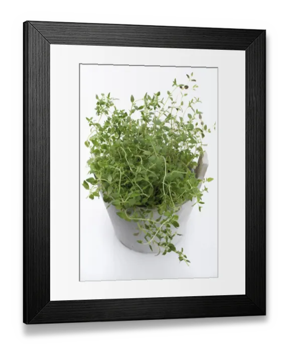 Framed Print : Oregano -Origanum vulgare-, herb, medicinal plant Framed Print : Oregano -Origanum vulgare-, herb, medicinal plant