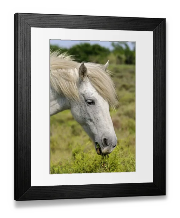 Framed Print : Camargue horse, portrait, Camargue, France, Europe Framed Print : Camargue horse, portrait, Camargue, France, Europe