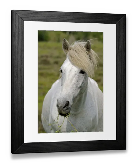Framed Print : Camargue horse, portrait, Camargue, France, Europe Framed Print : Camargue horse, portrait, Camargue, France, Europe