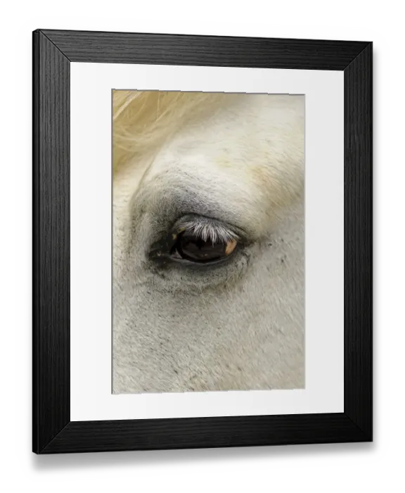 Framed Print : Close-up of the eye of a Camargue horse, Camargue, France, Europe