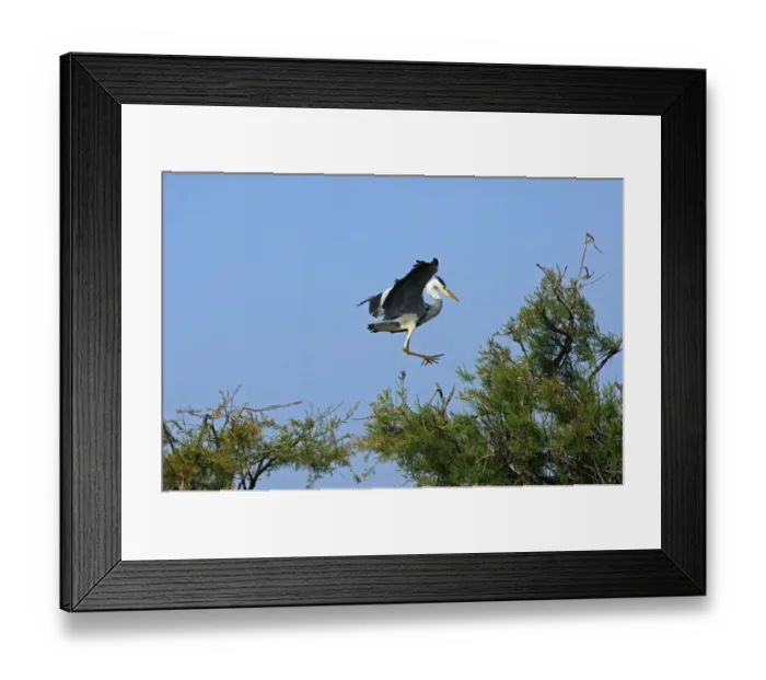 Framed Print : Grey Heron -Ardea cinerea- landing in a tree crown, Camargue, France, Europe Framed Print : Grey Heron -Ardea cinerea- landing in a tree crown, Camargue, France, Europe