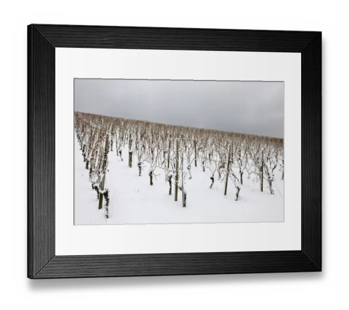Framed Print : Vineyard in winter, near Korb, Baden-Wuerttemberg, Germany, Europe Framed Print : Vineyard in winter, near Korb, Baden-Wuerttemberg, Germany, Europe