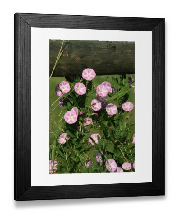 Framed Print : Field bindweed -Convolvulus arvensis-, Allgaeu, Bavaria, Germany, Europe