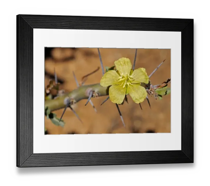 Framed Print : Bushman candle -Sarcocaulon heritieri-, Goegap Nature Reserve, Namaqualand, South Africa, Africa Framed Print : Bushman candle -Sarcocaulon heritieri-, Goegap Nature Reserve, Namaqualand, South Africa, Africa