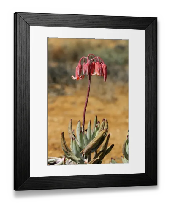 Framed Print : Pigs Ear or Round-leafed Navel-wort -Cotyledon orbiculata-, Goegap Nature Reserve, Namaqualand, South Africa, Africa Framed Print : Pigs Ear or Round-leafed Navel-wort -Cotyledon orbiculata-, Goegap Nature Reserve, Namaqualand, South Africa, Africa
