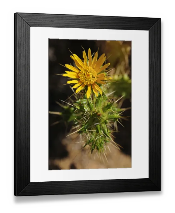 Framed Print : Codon schenkii, Boraginaceae, Goegap Nature Reserve, Namaqualand, South Africa, Africa Framed Print : Codon schenkii, Boraginaceae, Goegap Nature Reserve, Namaqualand, South Africa, Africa