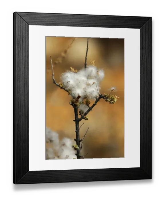Framed Print : Eriocephalus Microphyllus with seeds, Goegap Nature Reserve, Namaqualand, South Africa, Africa Framed Print : Eriocephalus Microphyllus with seeds, Goegap Nature Reserve, Namaqualand, South Africa, Africa