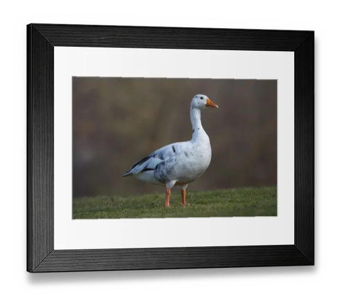 Framed Print : Hybrid between Greylag or Graylag goose -Anser anser- and Domestic goose, Stuttgart, Baden-Wuerttemberg, Germany, Europe Framed Print : Hybrid between Greylag or Graylag goose -Anser anser- and Domestic goose, Stuttgart, Baden-Wuerttemberg, Germany, Europe