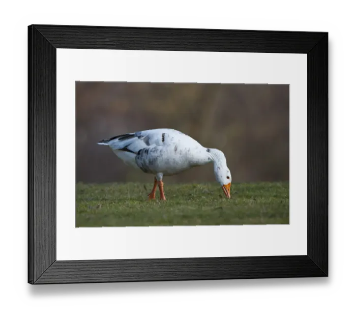 Framed Print : Hybrid between Greylag or Graylag goose -Anser anser- and Domestic goose, Stuttgart, Baden-Wuerttemberg, Germany, Europe Framed Print : Hybrid between Greylag or Graylag goose -Anser anser- and Domestic goose, Stuttgart, Baden-Wuerttemberg, Germany, Europe