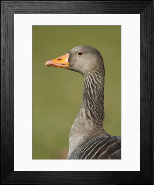 Framed Print : Greylag or Graylag goose -Anser anser-, Stuttgart, Baden-Wuerttemberg, Germany, Europe Framed Print : Greylag or Graylag goose -Anser anser-, Stuttgart, Baden-Wuerttemberg, Germany, Europe