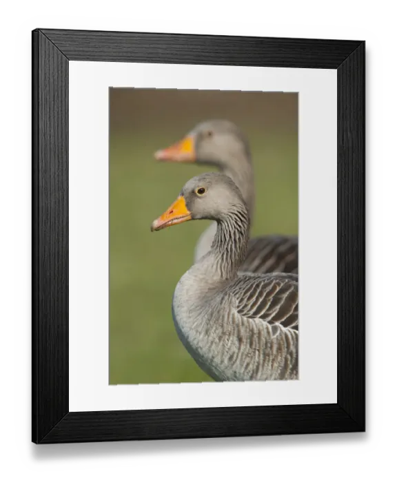 Framed Print : Greylag or Graylag geese -Anser anser-, Stuttgart, Baden-Wuerttemberg, Germany, Europe Framed Print : Greylag or Graylag geese -Anser anser-, Stuttgart, Baden-Wuerttemberg, Germany, Europe