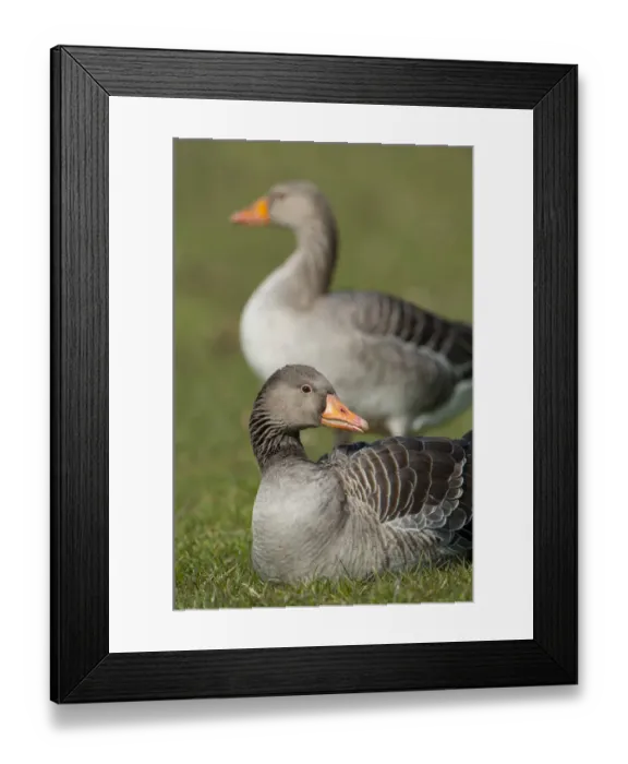Framed Print : Greylag or Graylag geese -Anser anser-, Stuttgart, Baden-Wuerttemberg, Germany, Europe Framed Print : Greylag or Graylag geese -Anser anser-, Stuttgart, Baden-Wuerttemberg, Germany, Europe