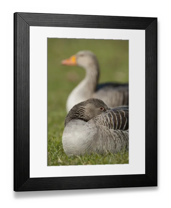 Framed Print : Greylag or Graylag geese -Anser anser-, Stuttgart, Baden-Wuerttemberg, Germany, Europe Framed Print : Greylag or Graylag geese -Anser anser-, Stuttgart, Baden-Wuerttemberg, Germany, Europe