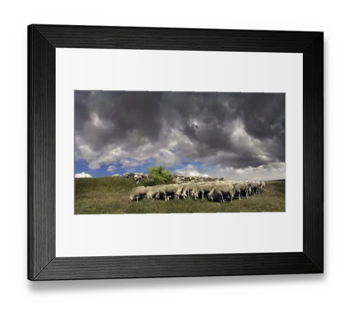 Framed Print : Flock of sheep with storm clouds in the Altmuehltal nature park near Obereichstaett, Bavaria, Germany, Europe Framed Print : Flock of sheep with storm clouds in the Altmuehltal nature park near Obereichstaett, Bavaria, Germany, Europe