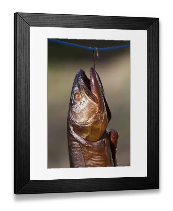 Framed Print : Smoked fish, Lake trout -Salvelinus namaycush- Framed Print : Smoked fish, Lake trout -Salvelinus namaycush-