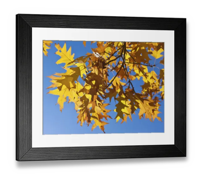 Framed Print : Autumn leaves of a Norway Maple -Acer platanoides- Framed Print : Autumn leaves of a Norway Maple -Acer platanoides-