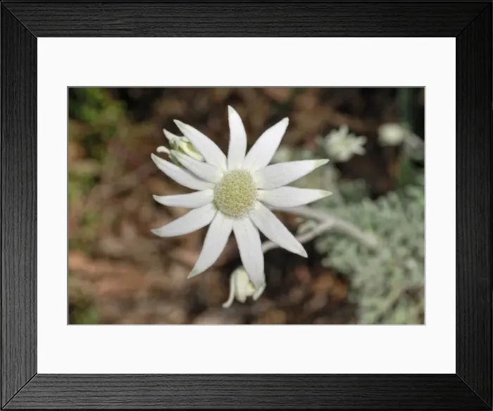 Framed Print : Flannel Flower -Actinotus helianthi-, Botanical Garden, Canberra, Australia Framed Print : Flannel Flower -Actinotus helianthi-, Botanical Garden, Canberra, Australia