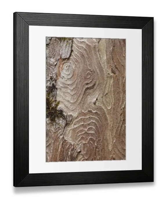 Framed Print : Bark of a Sycamore -Acer pseudoplatanus-, Upper Bavaria, Bavaria, Germany, Europe Framed Print : Bark of a Sycamore -Acer pseudoplatanus-, Upper Bavaria, Bavaria, Germany, Europe