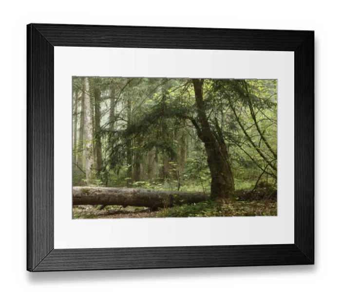 Framed Print : European Yew -Taxus baccata-, Paterzell Yew Forest, Paterzell, Upper Bavaria, Bavaria, Germany, Europe Framed Print : European Yew -Taxus baccata-, Paterzell Yew Forest, Paterzell, Upper Bavaria, Bavaria, Germany, Europe