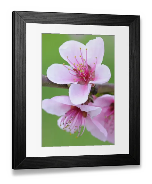 Framed Print : Twig with Peach blossoms -Prunus persica-
