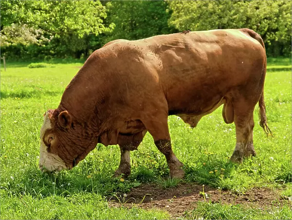 Fleckvieh cattle, bull on a lush meadow