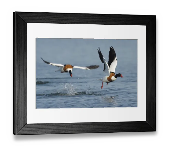 Framed Print : Common shelducks -Tadorna tadorna- fighting Framed Print : Common shelducks -Tadorna tadorna- fighting