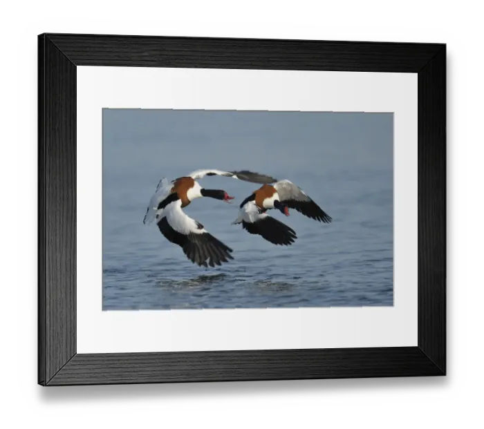 Framed Print : Common shelducks -Tadorna tadorna- fighting - IMPORTANT Non-exclusive usage, retail calendar, duration Jan. 1, 2016 - Dec. 31, 2016, territory DEU, AUT, CHE - Framed Print : Common shelducks -Tadorna tadorna- fighting - IMPORTANT Non-exclusive usage, retail calendar, duration Jan. 1, 2016 - Dec. 31, 2016, territory DEU, AUT, CHE -