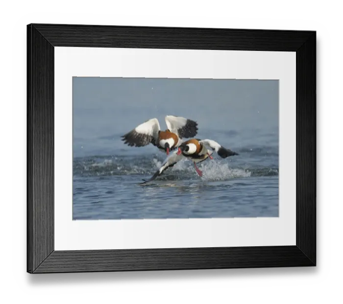 Framed Print : Common shelducks -Tadorna tadorna- fighting Framed Print : Common shelducks -Tadorna tadorna- fighting