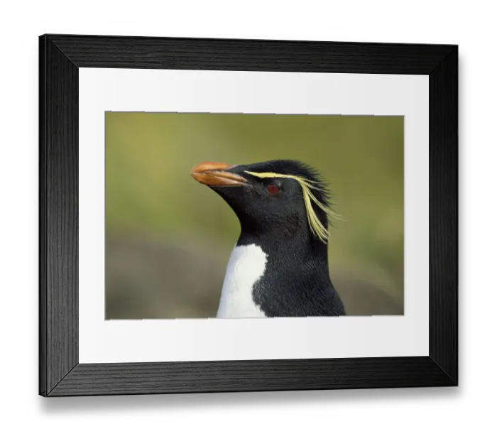 Framed Print : Rockhopper penguin -Eudyptes chrysocome-, Falkland Islands, Subantarctic, Antarctic Framed Print : Rockhopper penguin -Eudyptes chrysocome-, Falkland Islands, Subantarctic, Antarctic